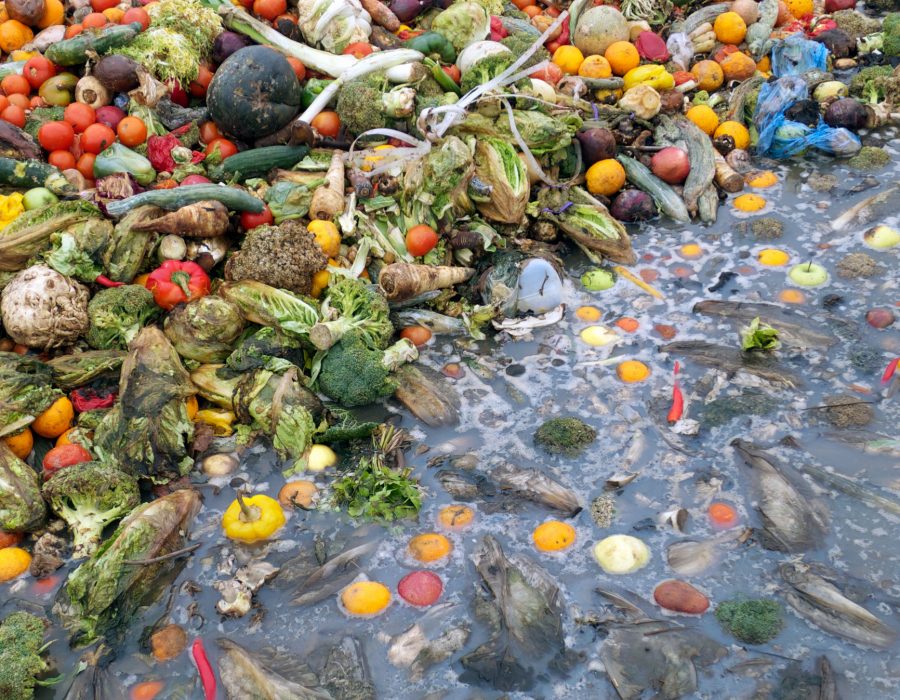 Pile of rotting fruit and vegetables near water Large pile of discarded fruit and vegetables, some floating in water.